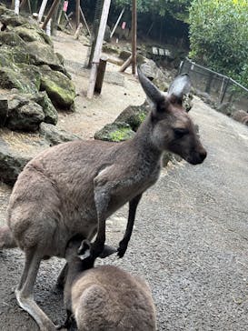 伊豆シャボテン動物公園に投稿された画像（2025/11/16）