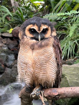 伊豆シャボテン動物公園に投稿された画像（2025/11/16）