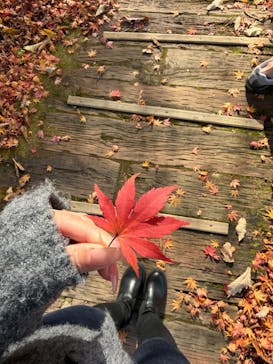 牧歌の里に投稿された画像（2025/11/16）