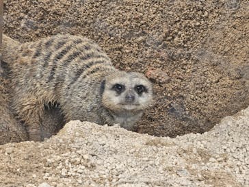 東武動物公園に投稿された画像（2025/11/16）