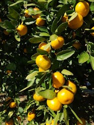 津市観光みかん狩り園に投稿された画像（2025/11/16）