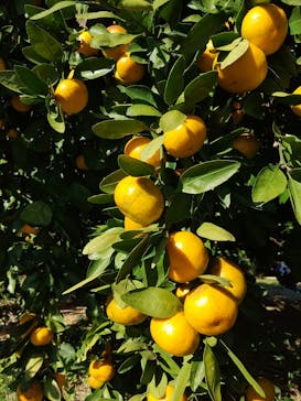 津市観光みかん狩り園に投稿された画像（2025/11/16）