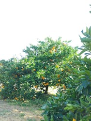 津市観光みかん狩り園に投稿された画像（2025/11/16）