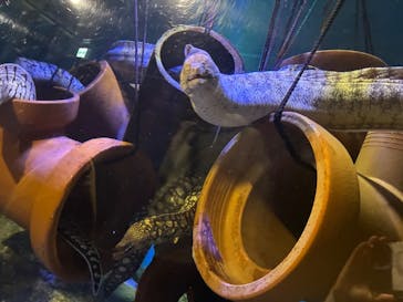 竹島水族館に投稿された画像（2025/11/16）