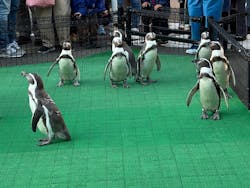 越前松島水族館に投稿された画像（2025/11/16）