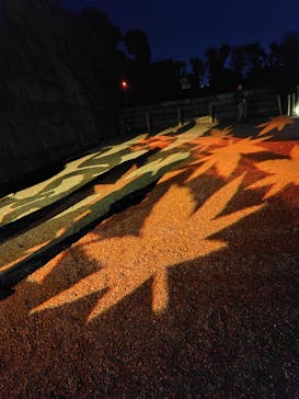 NAKED meets 二条城 2025 観月に投稿された画像（2025/11/16）