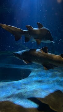 アクアワールド茨城県大洗水族館に投稿された画像（2025/11/16）