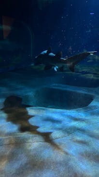 アクアワールド茨城県大洗水族館に投稿された画像（2025/11/16）