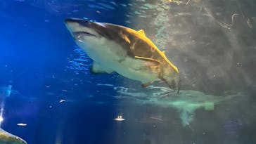 アクアワールド茨城県大洗水族館に投稿された画像（2025/11/16）