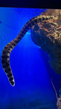 アクアワールド茨城県大洗水族館に投稿された画像（2025/11/16）