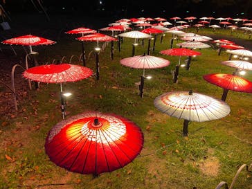 国営昭和記念公園 秋の夜散歩に投稿された画像（2025/11/16）