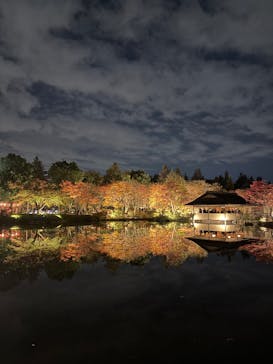 国営昭和記念公園 秋の夜散歩に投稿された画像（2025/11/16）