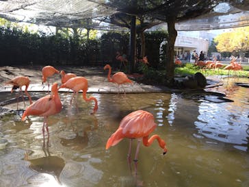 恩賜上野動物園に投稿された画像（2025/11/16）
