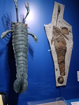 特別展「大絶滅展―生命史のビッグファイブ」に投稿された画像（2025/11/16）