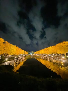 国営昭和記念公園 秋の夜散歩に投稿された画像（2025/11/16）