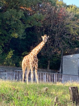 名古屋市東山動植物園に投稿された画像（2025/11/16）