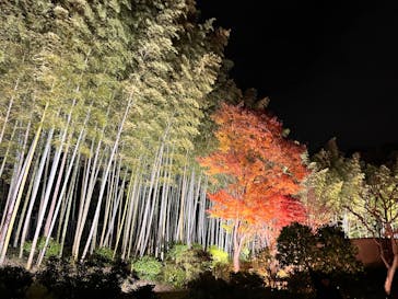 国営昭和記念公園 秋の夜散歩に投稿された画像（2025/11/16）