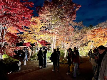 国営昭和記念公園 秋の夜散歩に投稿された画像（2025/11/16）
