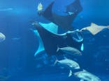 沖縄美ら海水族館に投稿された画像（2025/11/16）