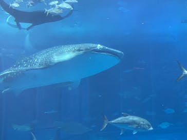 沖縄美ら海水族館に投稿された画像（2025/11/16）