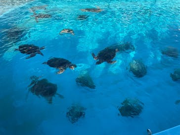 沖縄美ら海水族館に投稿された画像（2025/11/16）