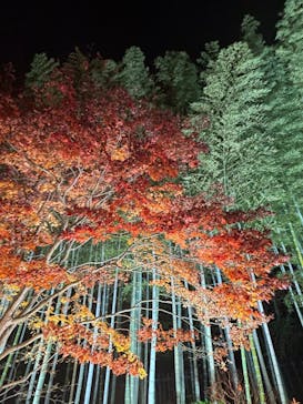 国営昭和記念公園 秋の夜散歩に投稿された画像（2025/11/16）