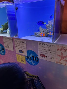 幼魚水族館に投稿された画像（2025/11/16）