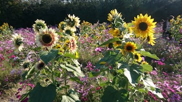 万博記念公園に投稿された画像（2025/11/16）