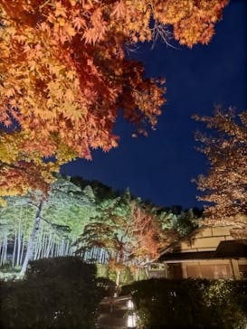国営昭和記念公園 秋の夜散歩に投稿された画像（2025/11/16）