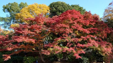国営昭和記念公園 秋の夜散歩に投稿された画像（2025/11/16）