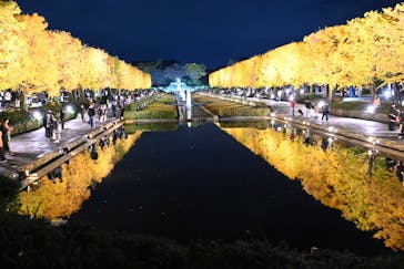 国営昭和記念公園 秋の夜散歩に投稿された画像（2025/11/16）