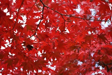 国営昭和記念公園 秋の夜散歩に投稿された画像（2025/11/16）