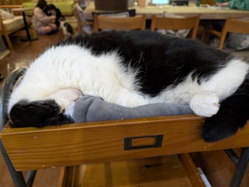 猫カフェモカ　池袋東口店に投稿された画像（2025/11/16）