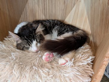 猫カフェモカ　池袋東口店に投稿された画像（2025/11/16）