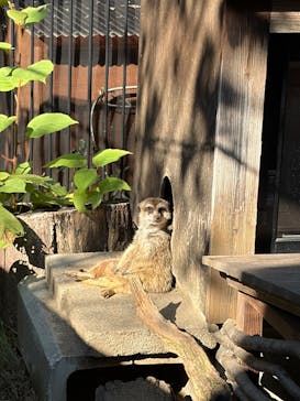 恩賜上野動物園に投稿された画像（2025/11/16）