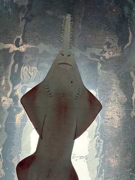 マクセル アクアパーク品川に投稿された画像（2025/11/16）