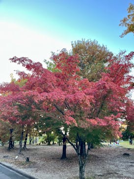 万博記念公園に投稿された画像（2025/11/16）