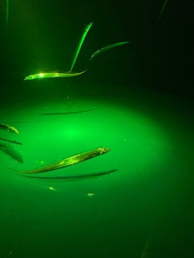 サンシャイン水族館に投稿された画像（2025/11/16）