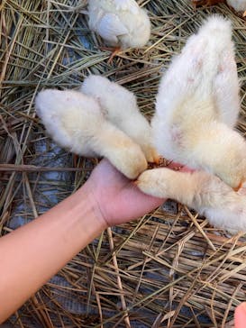 しろとり動物園に投稿された画像（2025/11/16）