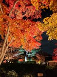 国営昭和記念公園 秋の夜散歩に投稿された画像（2025/11/17）