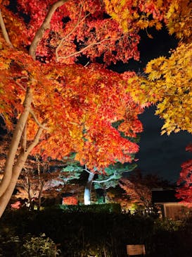 国営昭和記念公園 秋の夜散歩に投稿された画像（2025/11/16）