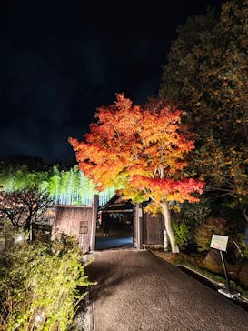 国営昭和記念公園 秋の夜散歩に投稿された画像（2025/11/16）