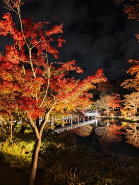 国営昭和記念公園 秋の夜散歩に投稿された画像（2025/11/16）