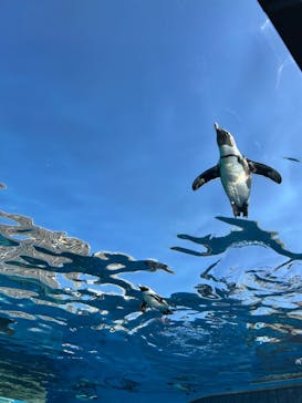 サンシャイン水族館に投稿された画像（2025/11/16）