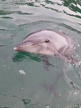 うみたま体験パーク 「つくみイルカ島」に投稿された画像（2025/11/16）