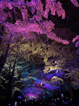 国営昭和記念公園 秋の夜散歩に投稿された画像（2025/11/17）