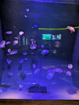 島根県立 しまね海洋館に投稿された画像（2025/11/17）