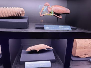 ACN ラムセス大王展 ファラオたちの黄金に投稿された画像（2025/11/17）