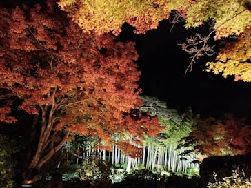 国営昭和記念公園 秋の夜散歩に投稿された画像（2025/11/17）