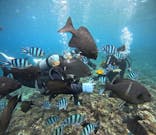 武藤潜水に投稿された画像（2025/11/17）